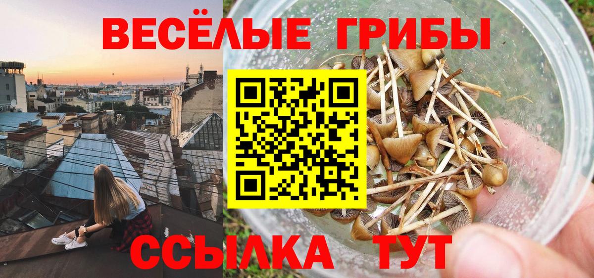 Псилоцибиновые грибы мицелий Тула